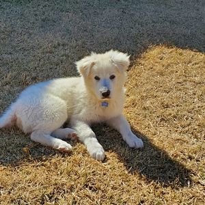 Meet your Posher, Dan